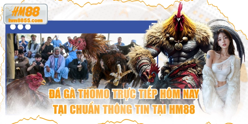 Đá Gà Thomo Trực Tiếp Hôm Nay Tại Chuẩn Thông Tin Tại HM88