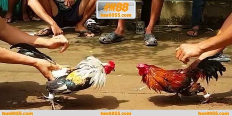 Giá trị thực tế khi theo dõi đá gà cựa dao trực tiếp