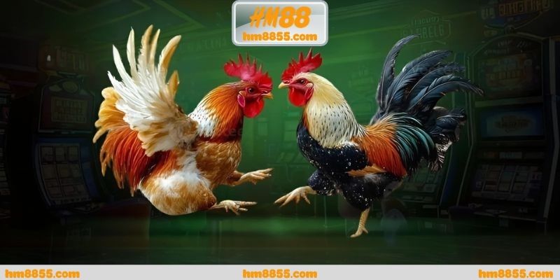 Lý do đá gà cựa dao trực tiếp được ưu tiên lựa chọn