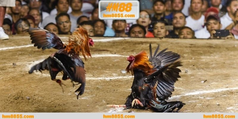 Theo dõi đá gà thomo trực tiếp hôm nay hiệu quả ra sao